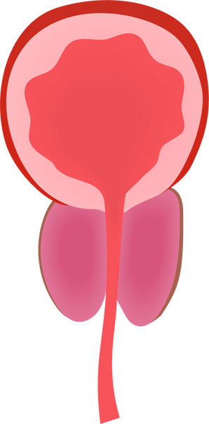 Normal Prostate Gland Vector Illustration