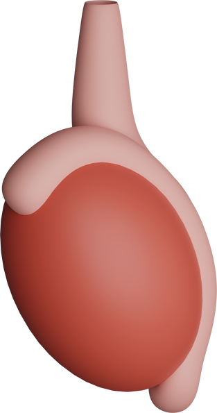 Testicle 3D Icon